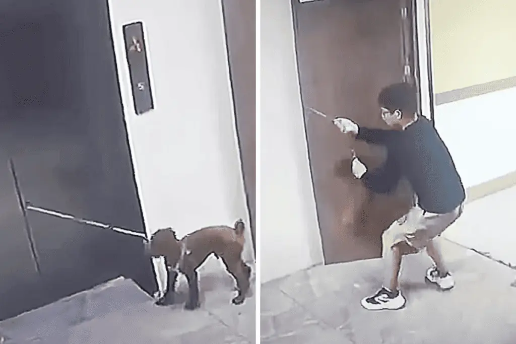 Hund in Fahrstuhl-Tür gefangen droht zu ersticken - Die Reaktion dieses Mannes rettet ihm das Leben