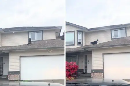 Hund ist auf dem Dach: Seine Reaktion, als sein Herrchen ihn erwischt, sorgt für Lachtränen