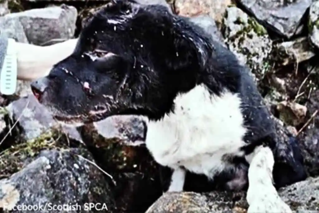 Hund lebendig unter Fels begraben: Als Retter seinen Zustand sehen, sind sie zutiefst erschüttert