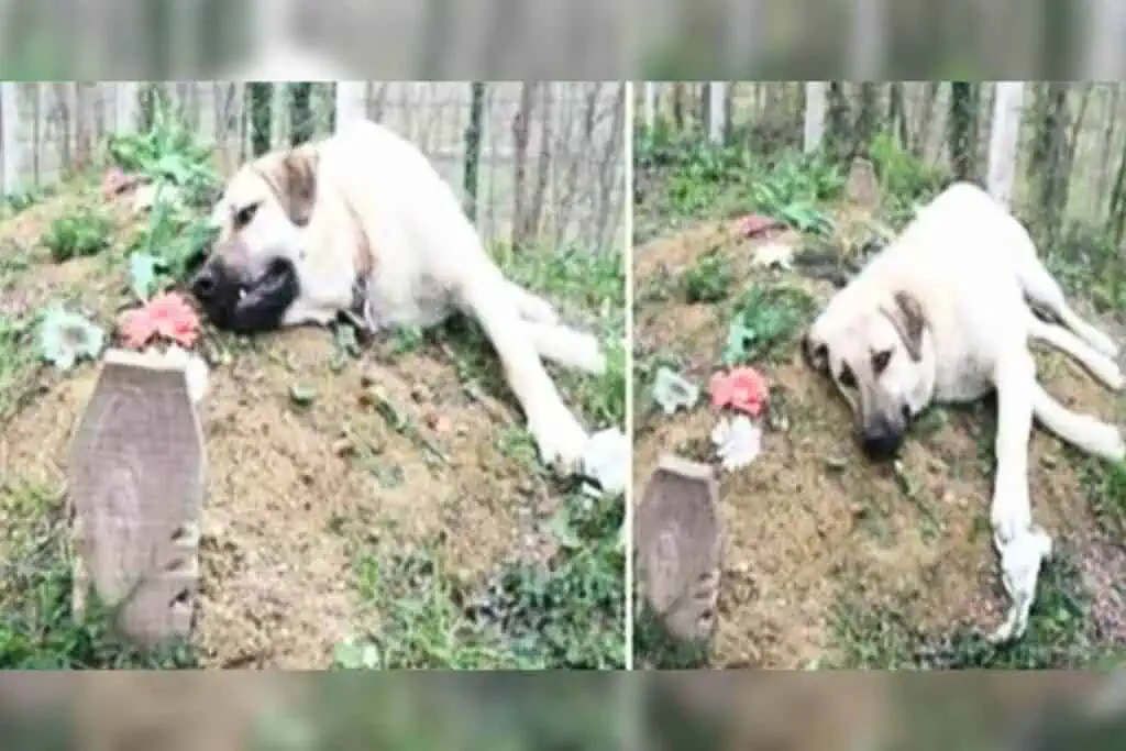 Hund legt sich jeden Tag auf ein Grab: Die traurige Geschichte dahinter rührt zu Tränen