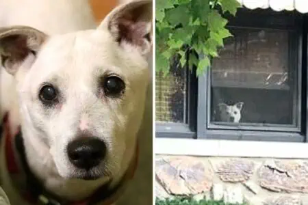 Hund sitzt 11 Jahre lang am Fenster und wartet auf sein Herrchen: Doch plötzlich ist alles anders