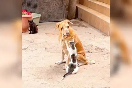Hund sitzt blind und krank im Tierheim - doch eine Gruppe Katzen kümmert sich rührend um ihn