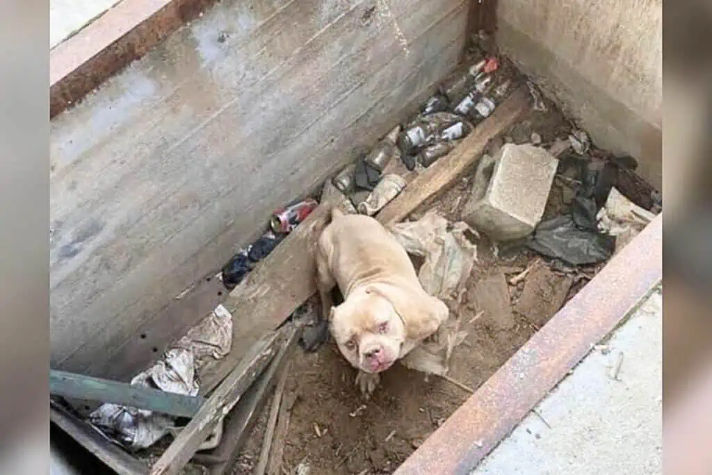 Hund steckt einsam in einer Zementgrube – Dieser Zufall rettet ihn und ändert sein Leben für immer