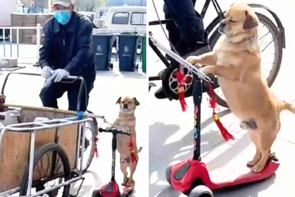 Hund und Herrchen fahren zusammen Roller - mit diesem genialen Trick ist das möglich