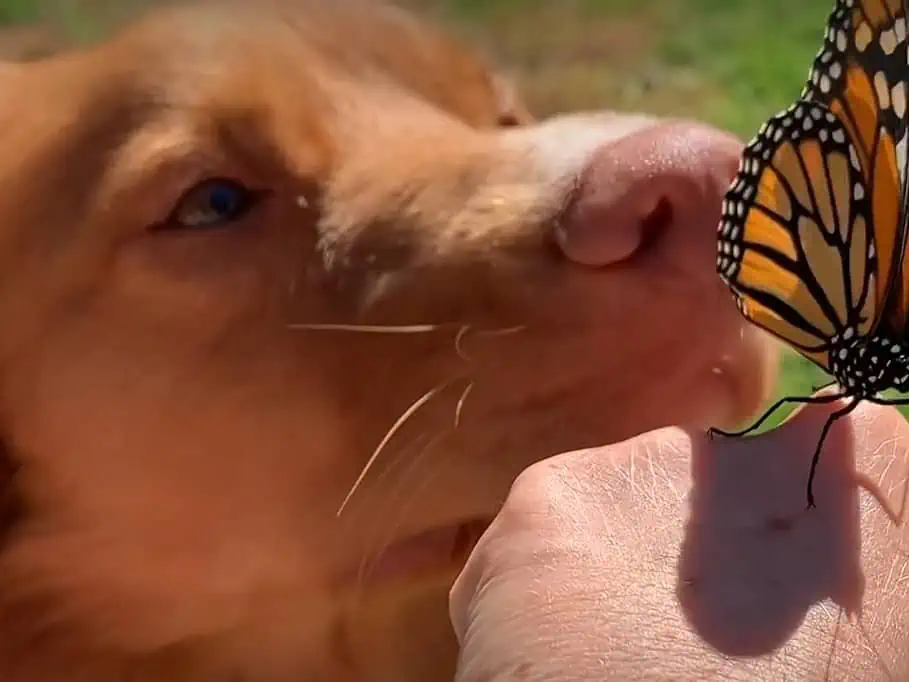 Milo liebt die Natur