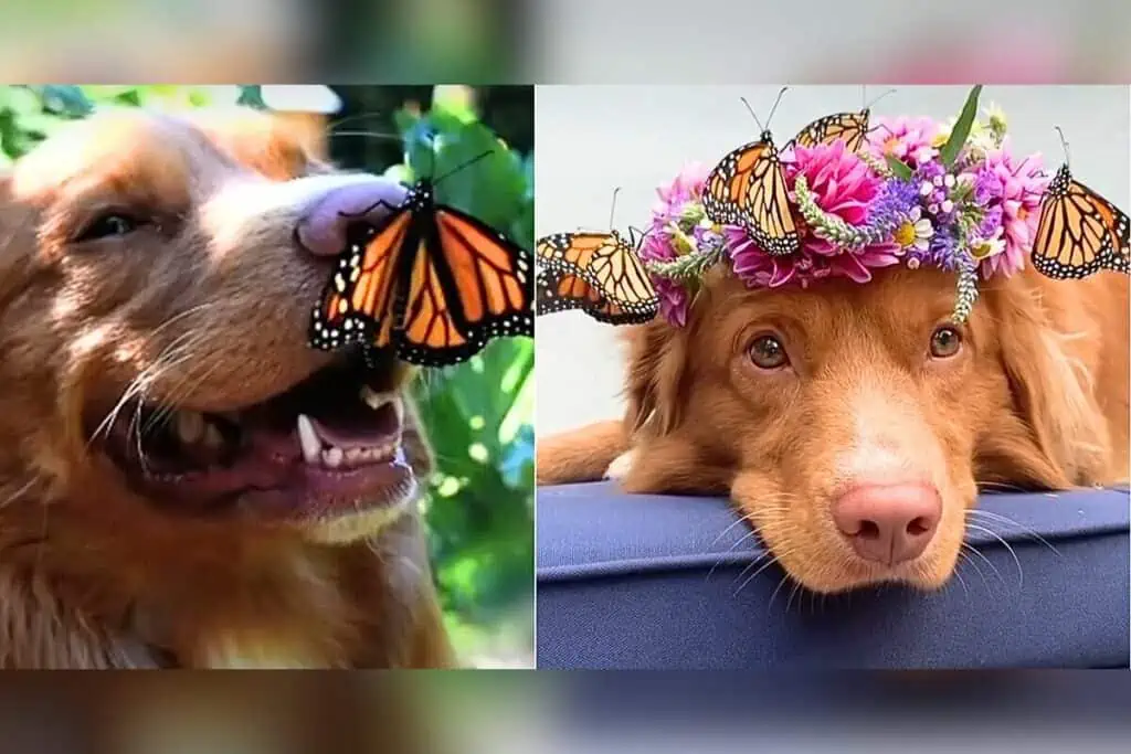 Hund verliebt sich in Schmetterlinge: Diese wunderschöne Freundschaft begeistert die ganze Welt