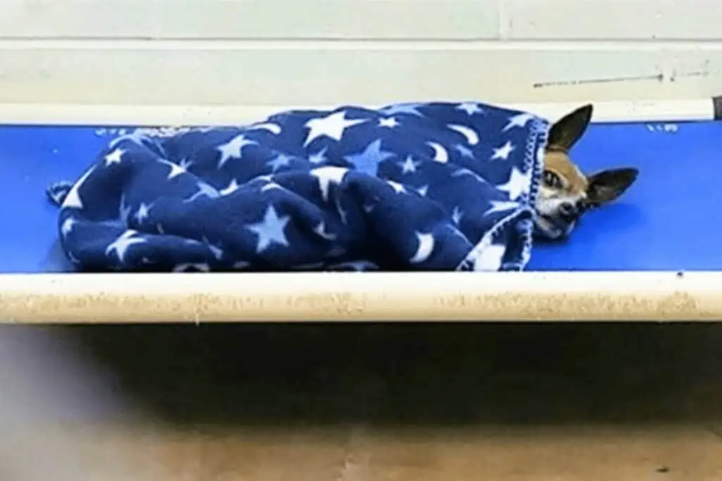 Hund weint sich im Tierheim jede Nacht in den Schlaf - dieser herzzerreißende Grund steckt dahinter