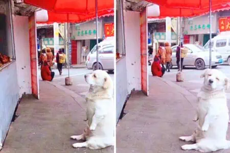 Hund will unbedingt ein Brathähnchen - wie er dem Standbesitzer das mitteilt, sorgt für Lachtränen