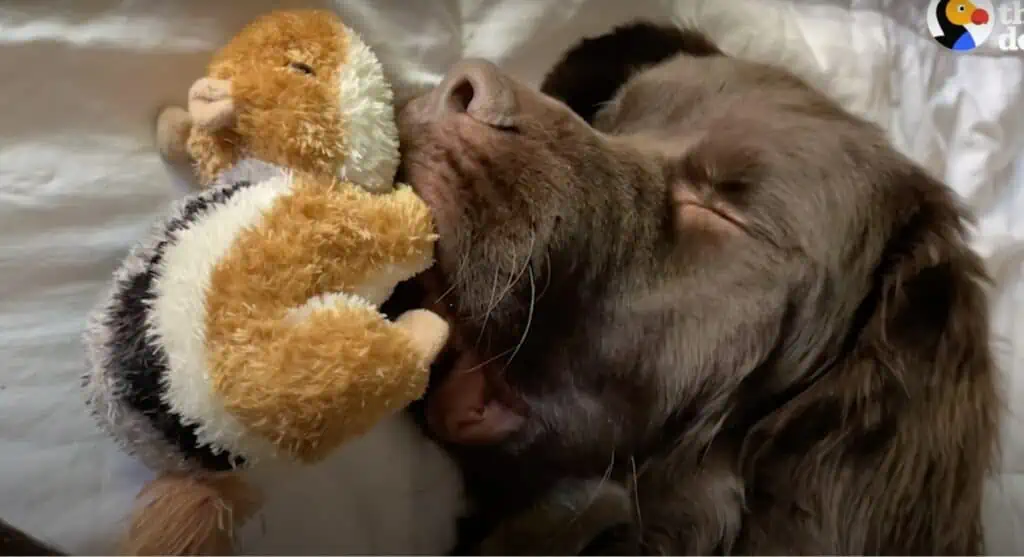 Großer Hund wird zum kuscheligen Bett für Streifenhörnchen