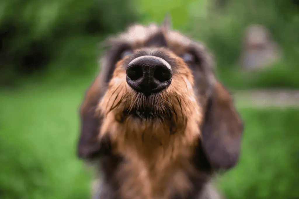 Können Hunde Angst riechen? Die erstaunlichen Antworten
