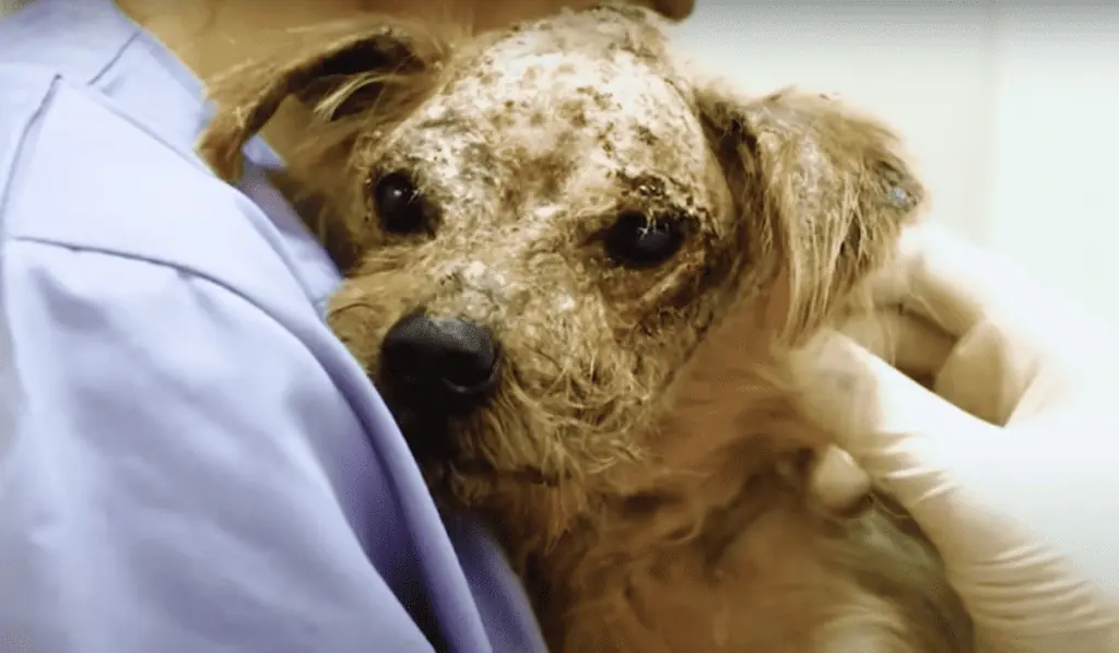 Die erstaunliche Verwandlung: Rocky wird zu einem glücklichen Hund