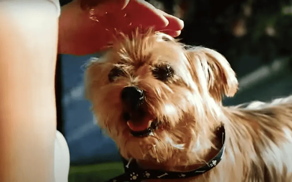 Die erstaunliche Verwandlung: Rocky wird zu einem glücklichen Hund