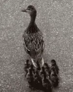 Mama Ente hat andere Pläne