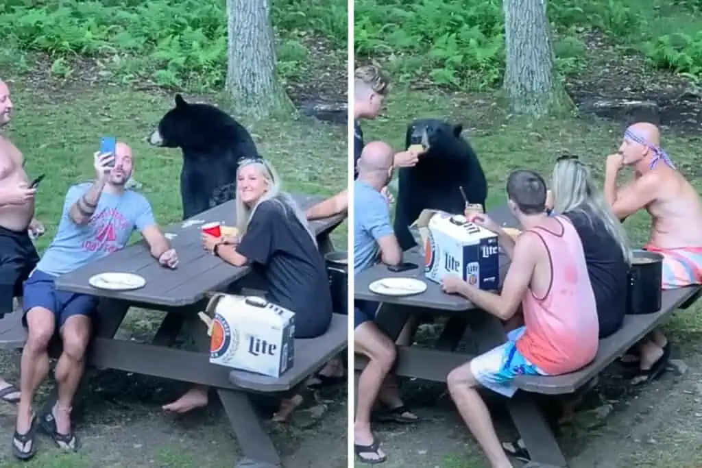 Menschen sind beim Picknick, plötzlich gesellt sich ein Bär dazu - ihre Reaktion wirft Fragen auf