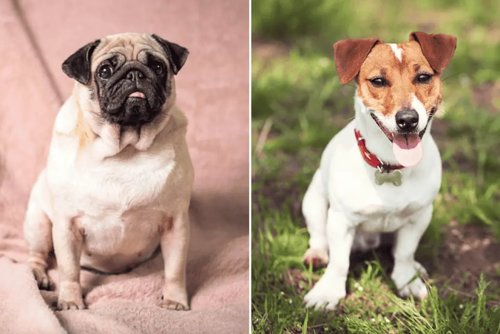 Mops Jack Russell Mix