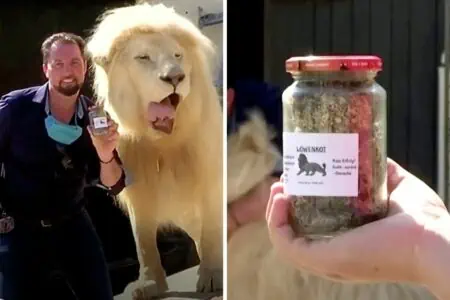 Münchener Zoo befüllt 2000 Gläser mit Löwenkot - der Grund dafür bringt die Welt zum Staunen