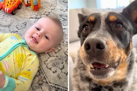 Mutter will Baby das Sprechen beibringen - Was der aufmerksame Familienhund dann tut, ist zu goldig