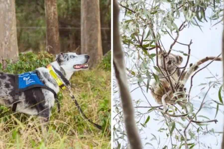 Nach Waldbrand: Hunderte Koalas werden vermisst - wie ein Hund bei der Suche hilft, ist faszinierend