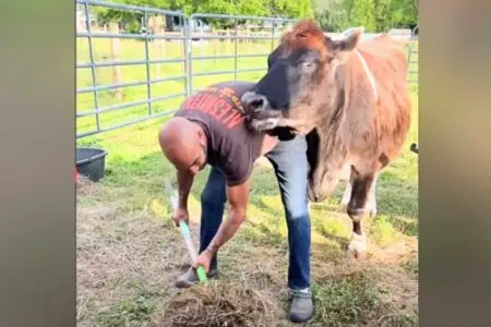 “Nutzlose” blinde Kuh erfährt nach 19 Jahren endlich Liebe - ihre Reaktion geht ans Herz