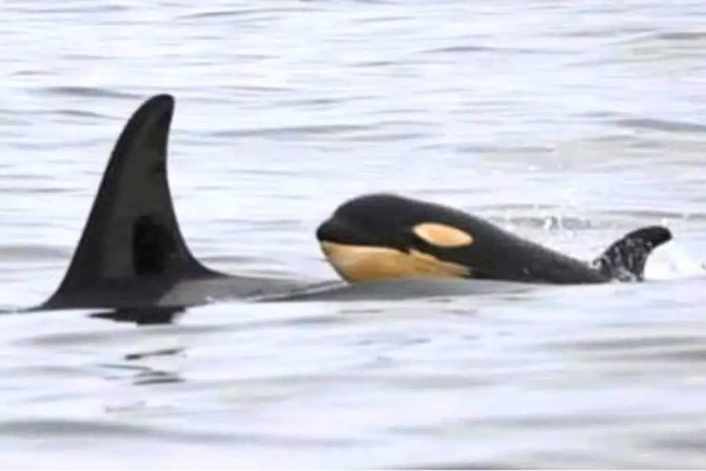 Orcas vor Kanada werden zunehmend aggressiv - dieser zuckersüße Grund steckt dahinter