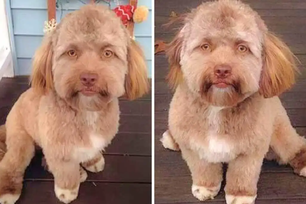 Photoshop oder Realität- Das steckt wirklich hinter dem Hund mit dem menschlichen Gesicht