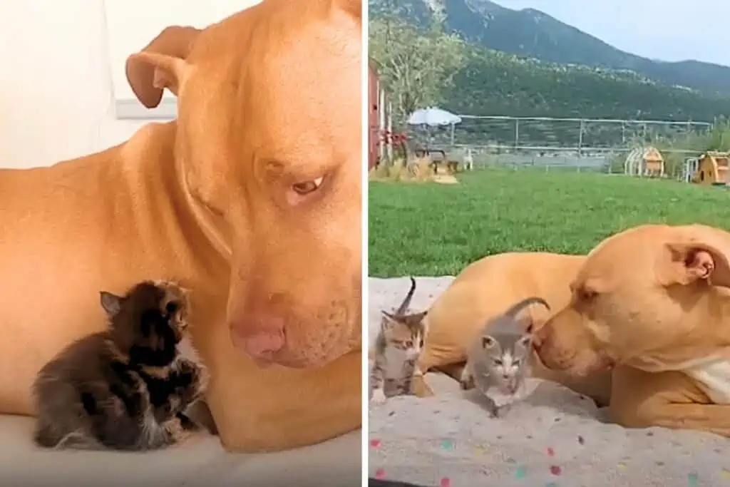 Pitbull hat Angst vor kleinen Kätzchen – Wie er trotzdem zum lieben Katzenonkel wird, ist zuckersüß