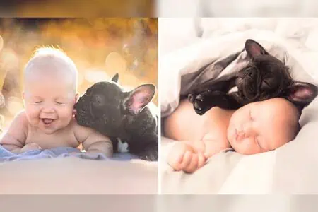 Purer Zucker: Darum denken das Baby und die Bulldogge, dass sie Zwillinge sind