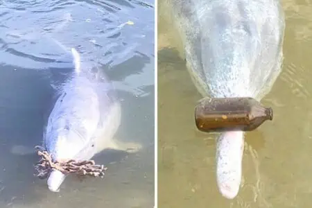 Rätselhaftes Geschehen am Strand von Australien- Warum bringt dieser Delfin jeden Tag Müll ans Ufer