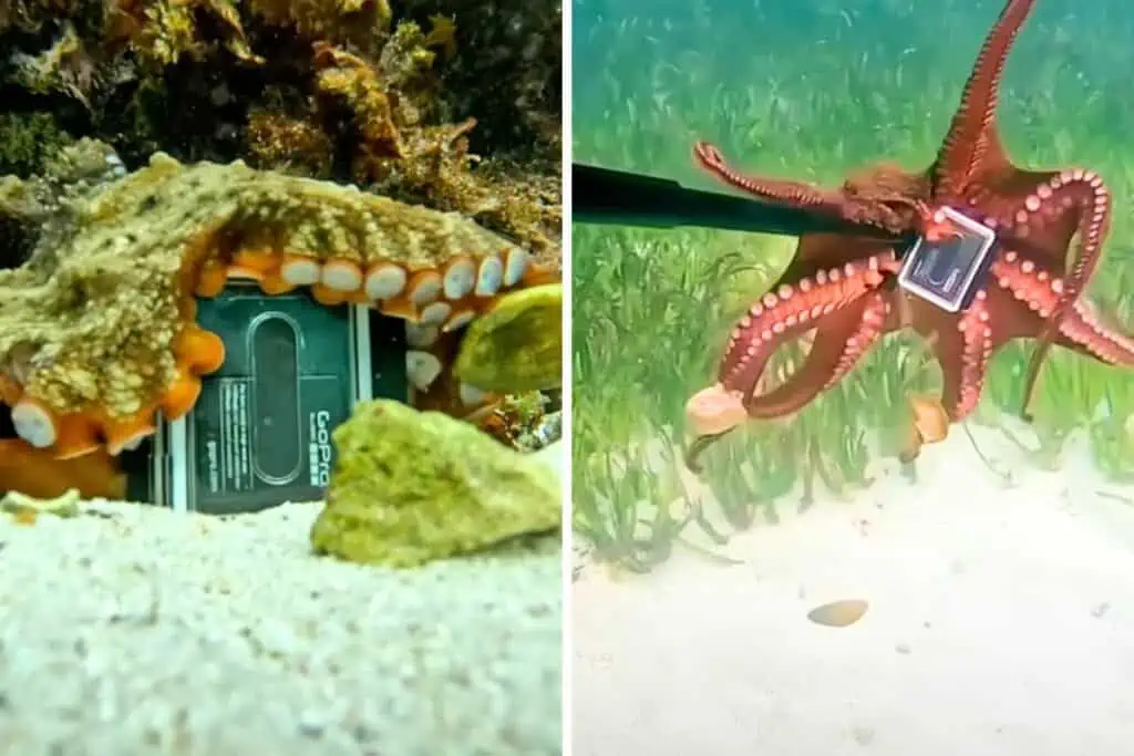 Riesiger Oktopus stiehlt Kamera von Taucher – was er damit vorhat, ist allen ein Rätsel
