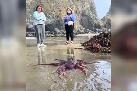 Spaziergänger sehen großes schleimiges Wesen am Strand - dann merken sie, dass es ihre Hilfe braucht