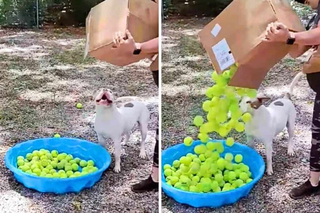 Tierheim-Hund wird mit 200 Tennisbällen überrascht - seine Reaktion lässt alle Herzen schmelzen