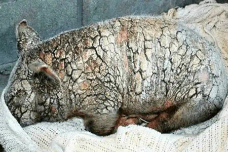 Todkrankes Baby-Schwein wird ins Tierheim abgeschoben - dort erlebt es eine fantastische Verwandlung