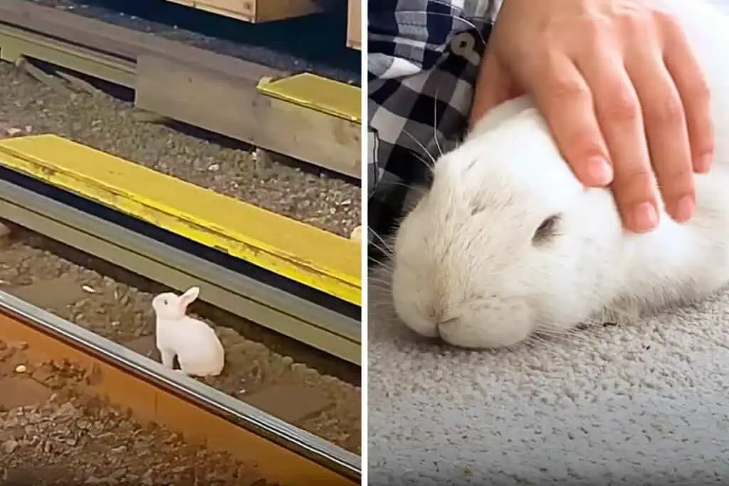 Tödliche Falle: Kaninchen wird auf Bahngleis ausgesetzt - doch eine Frau gibt sein Leben nicht auf