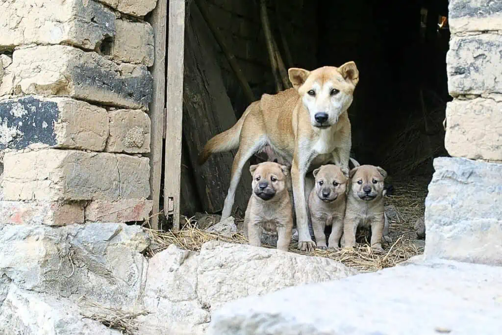 Tödliche Hitze- Hundewelpen in Container eingesperrt - PETA leitet drastische Maßnahmen ein