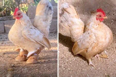 Ungewöhnlicher Anblick: Ein Huhn läuft in Schuhen über den Hof - der Grund dafür ist herzerwärmend