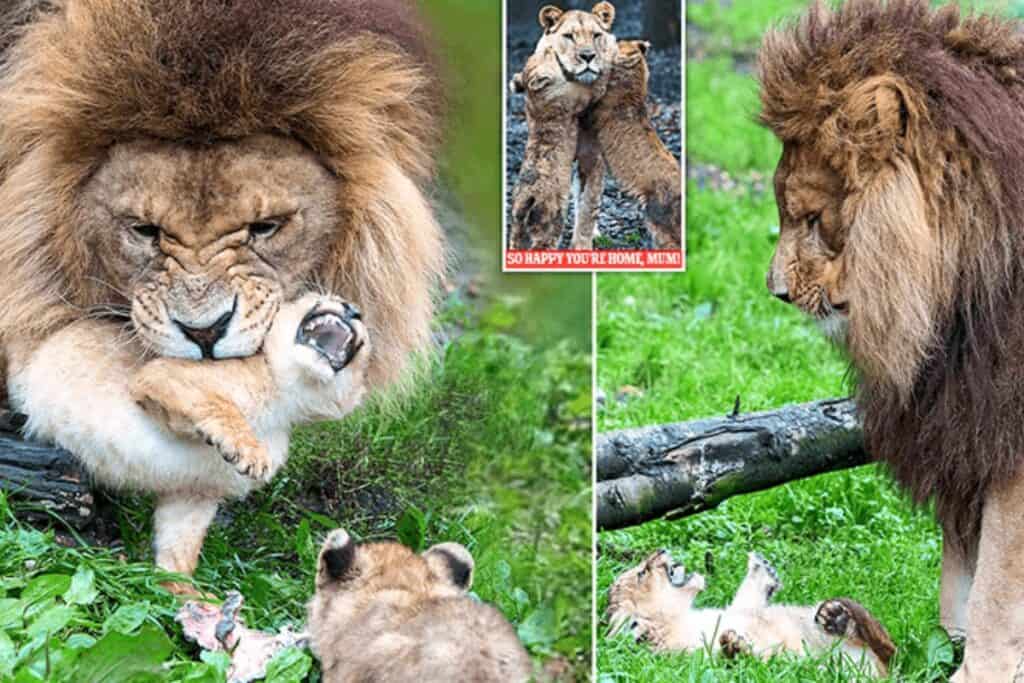 Unglaubliche Fotos: Überforderter Löwenpapa kümmert sich um seine Jungen, während die Mutter fehlt