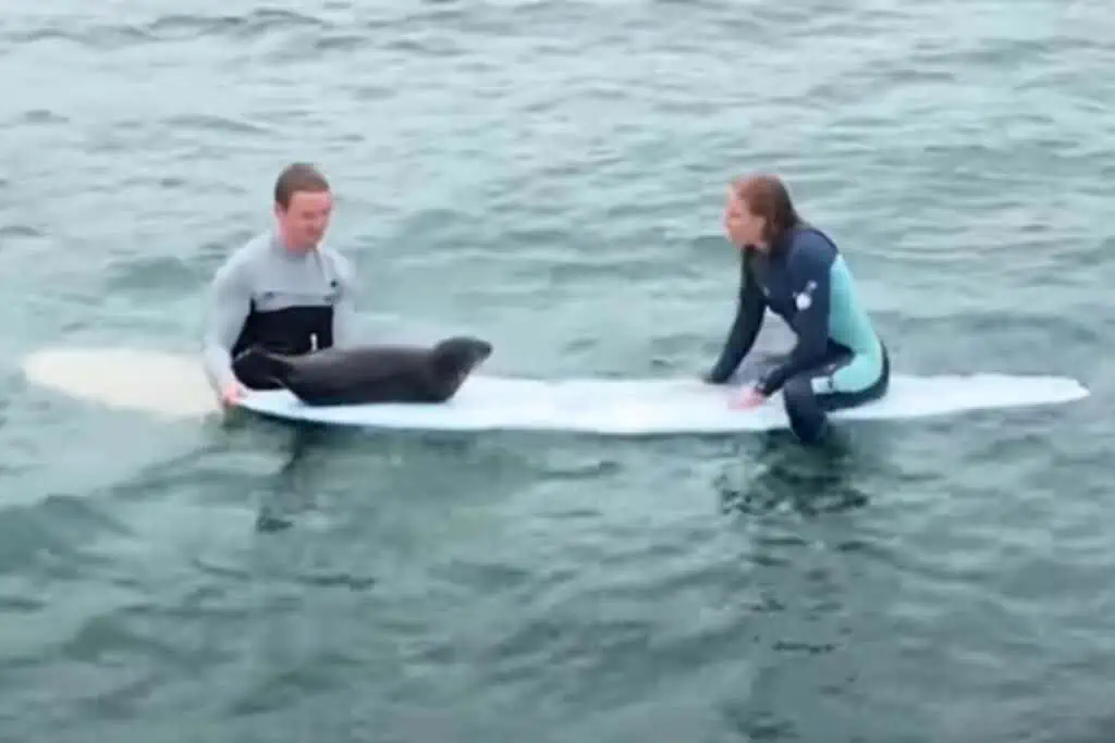 Verwaistes Seehund-Baby entdeckt Surfer - was es dann tut, bringt die ganze Welt zum Strahlen