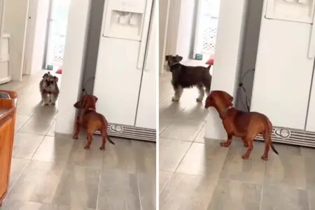 Video verzaubert das Internet: Dackel und Zwergschnauzer spielen Verstecken wie kleine Kinder