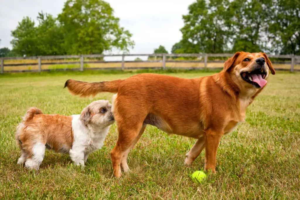 Warum Hunde am Po riechen: Die wichtigsten Informationen für den Hund
