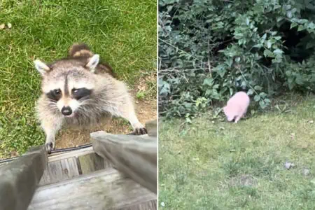 Waschbär-Mama besucht Frau für drei Jahre im Garten – Unglaublich, wen sie im vierten Jahr mitbringt