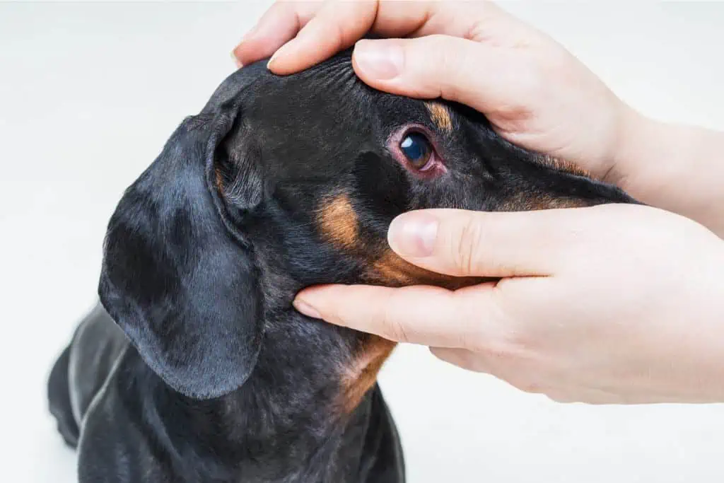 Antibiotische Augentropfen für Hunde: Was ist das, und wofür wird es angewendet?