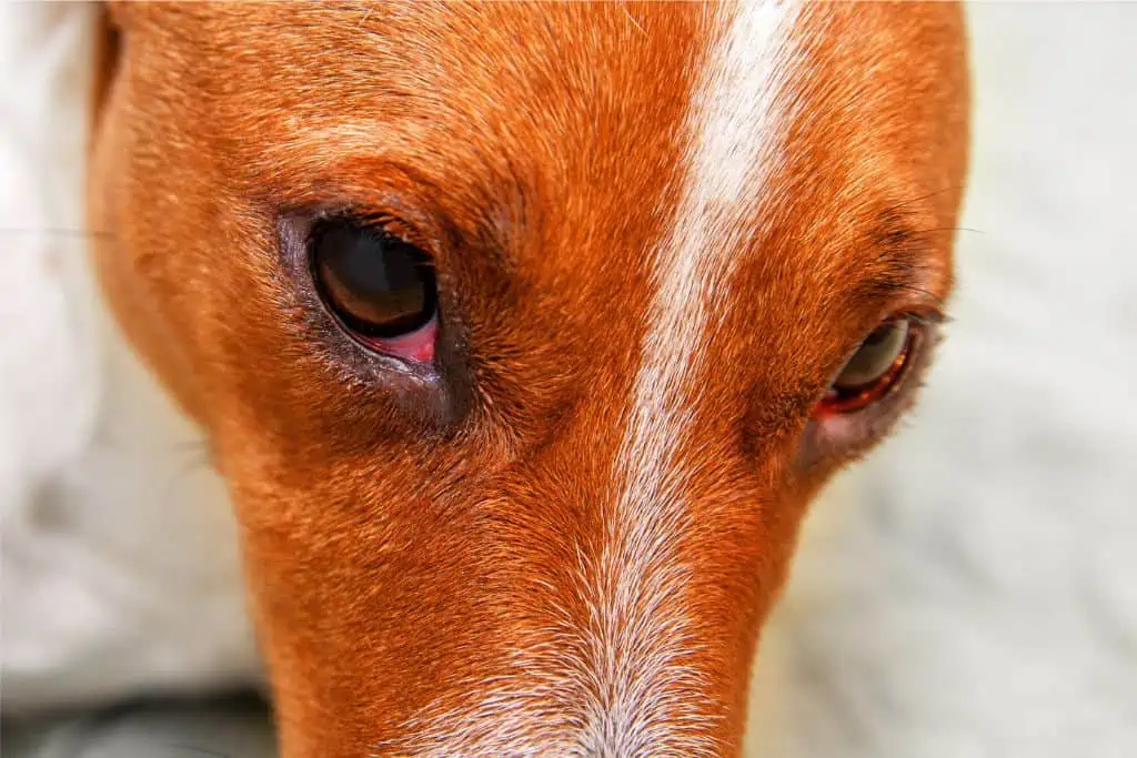 Welche Nebenwirkungen können antibiotische Augentropfen bei Hunden hervorrufen?