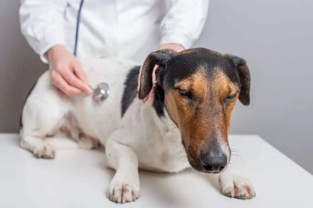 So setzen sich die Kosten für eine Endoskopie beim Hund zusammen