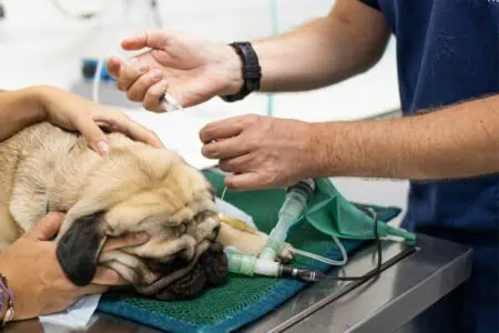 endoskopie hund kosten