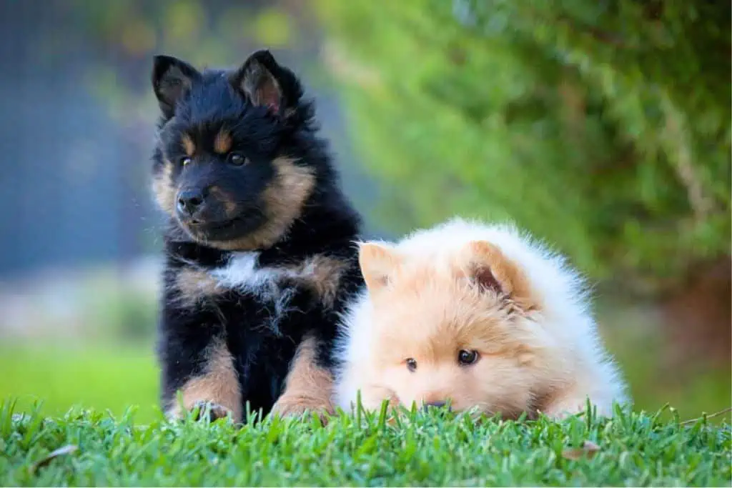 Top 10: Finnische Hundenamen