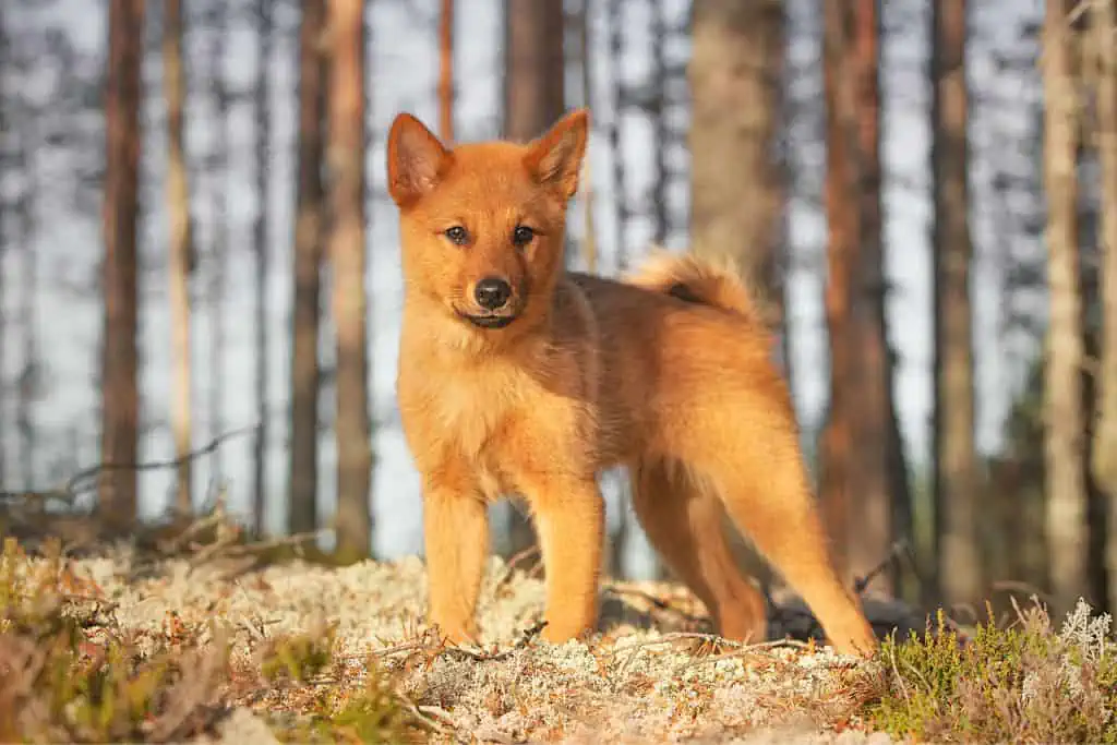 Weitere weibliche finnische Hundenamen für Hündinnen