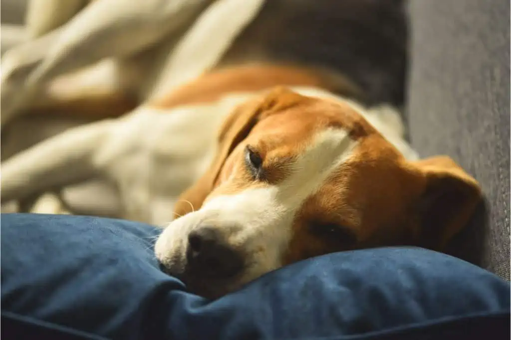 Welche Nebenwirkungen kann Fortekor bei Hunden hervorrufen?