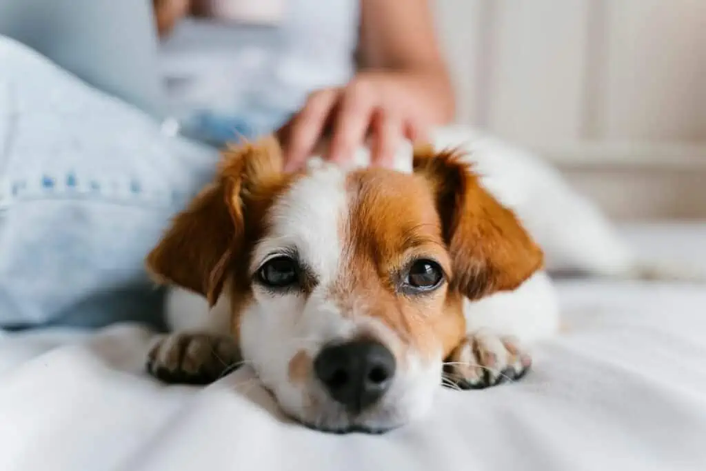 hund beruhigen hausmittel