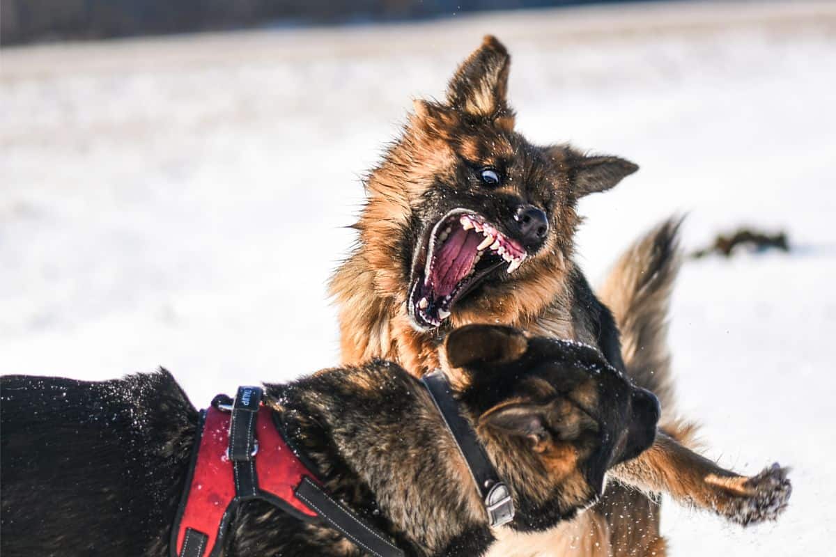 Hund Beisst Hund Rechtslage