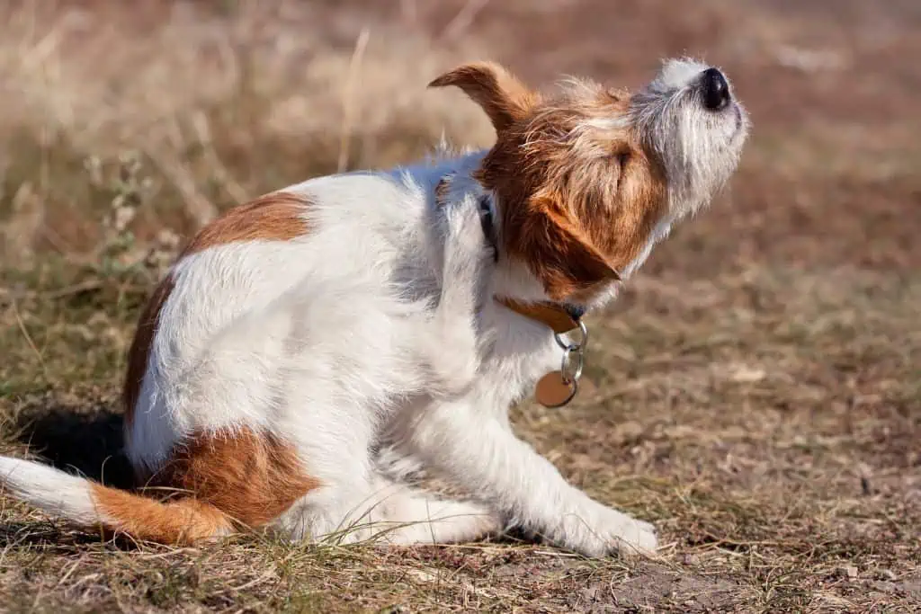 hund hat trockene haut hausmittel